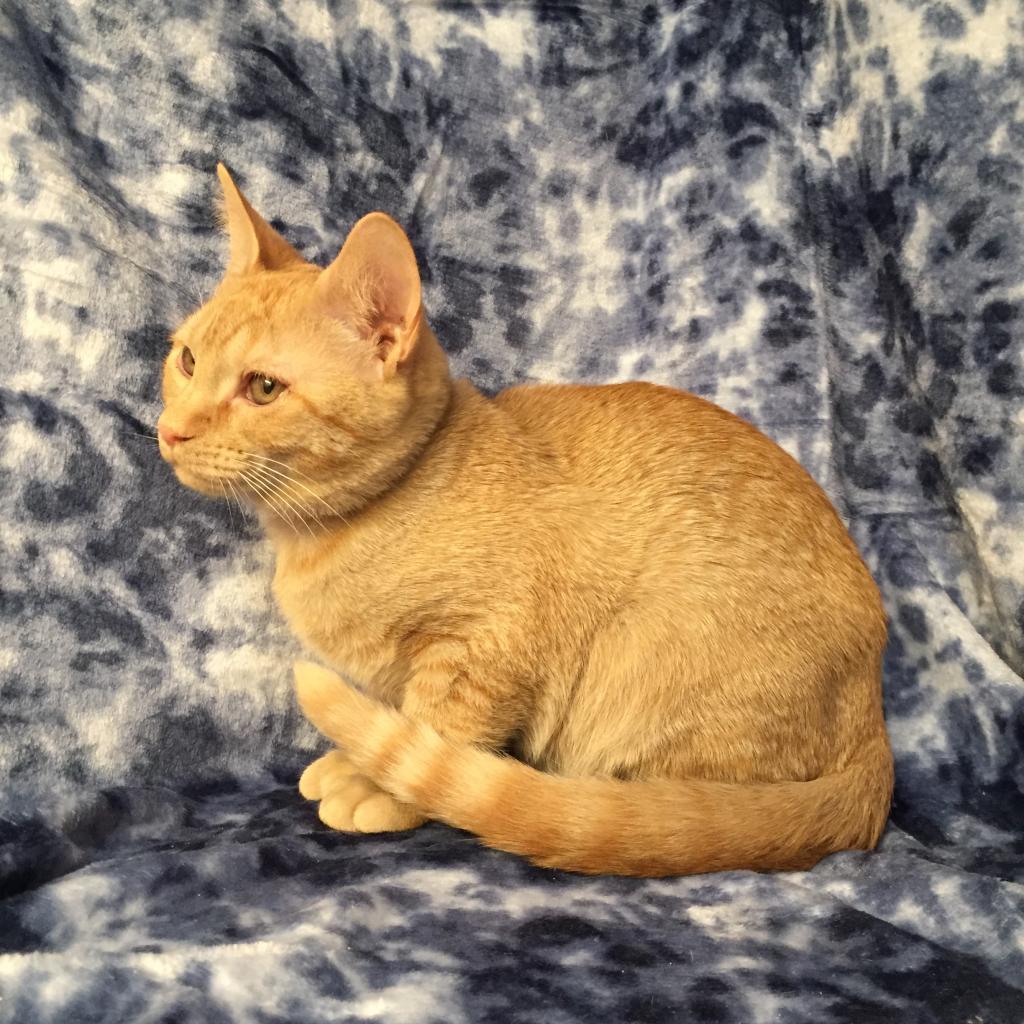 Enlarge Rascal Fersch (bonded to Scooter), a Adoptable Domestic Short Hair in Merrifield, VA image 2/5