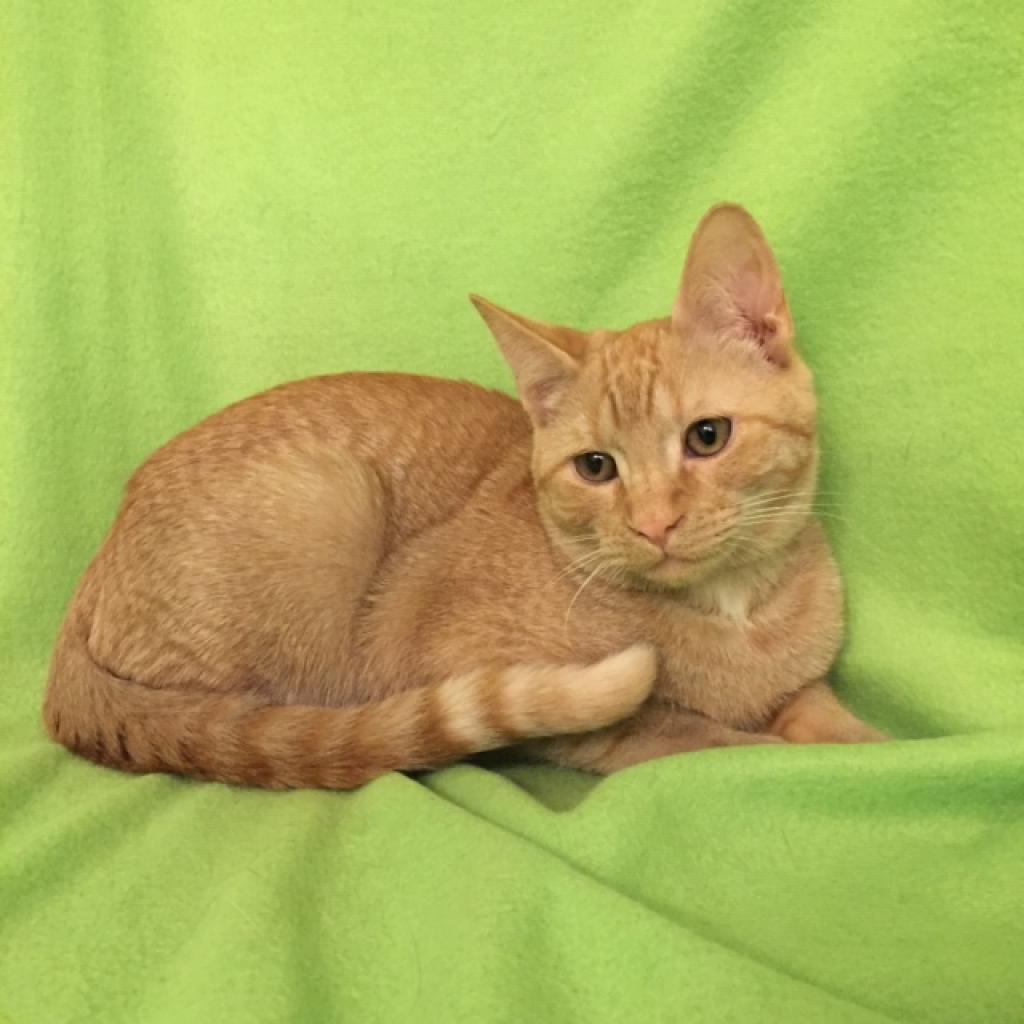 Enlarge Rascal Fersch (bonded to Scooter), a Adoptable Domestic Short Hair in Merrifield, VA image 4/5