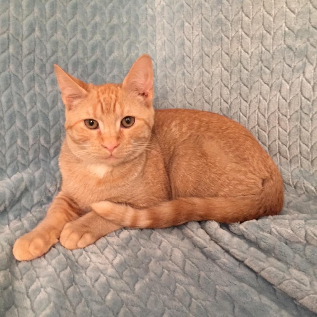 Enlarge Rascal Fersch (bonded to Scooter), a Adoptable Domestic Short Hair in Merrifield, VA image 5/5