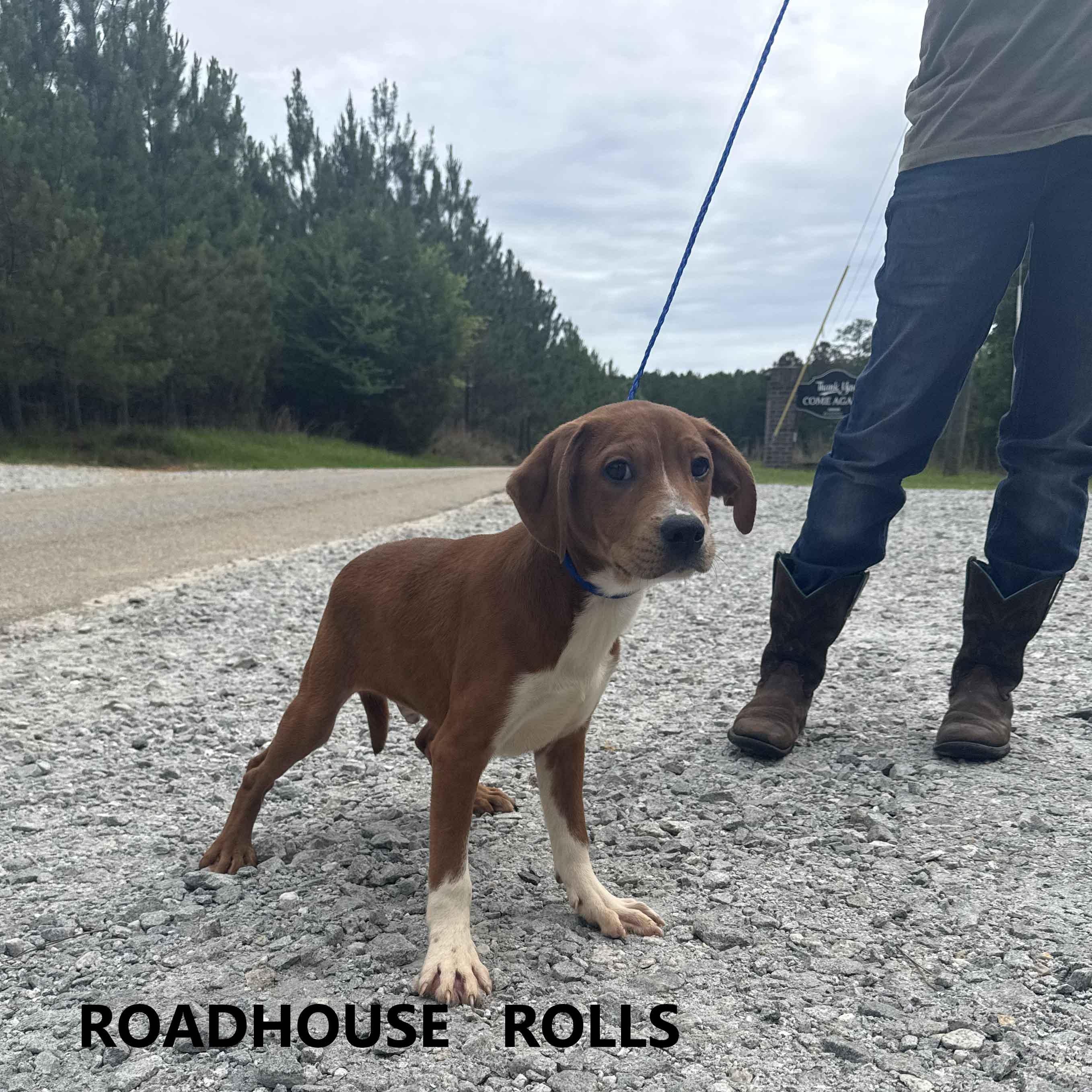 Enlarge Roadhouse Rolls, an adopted mixed breed in Washington, GA image 3/3
