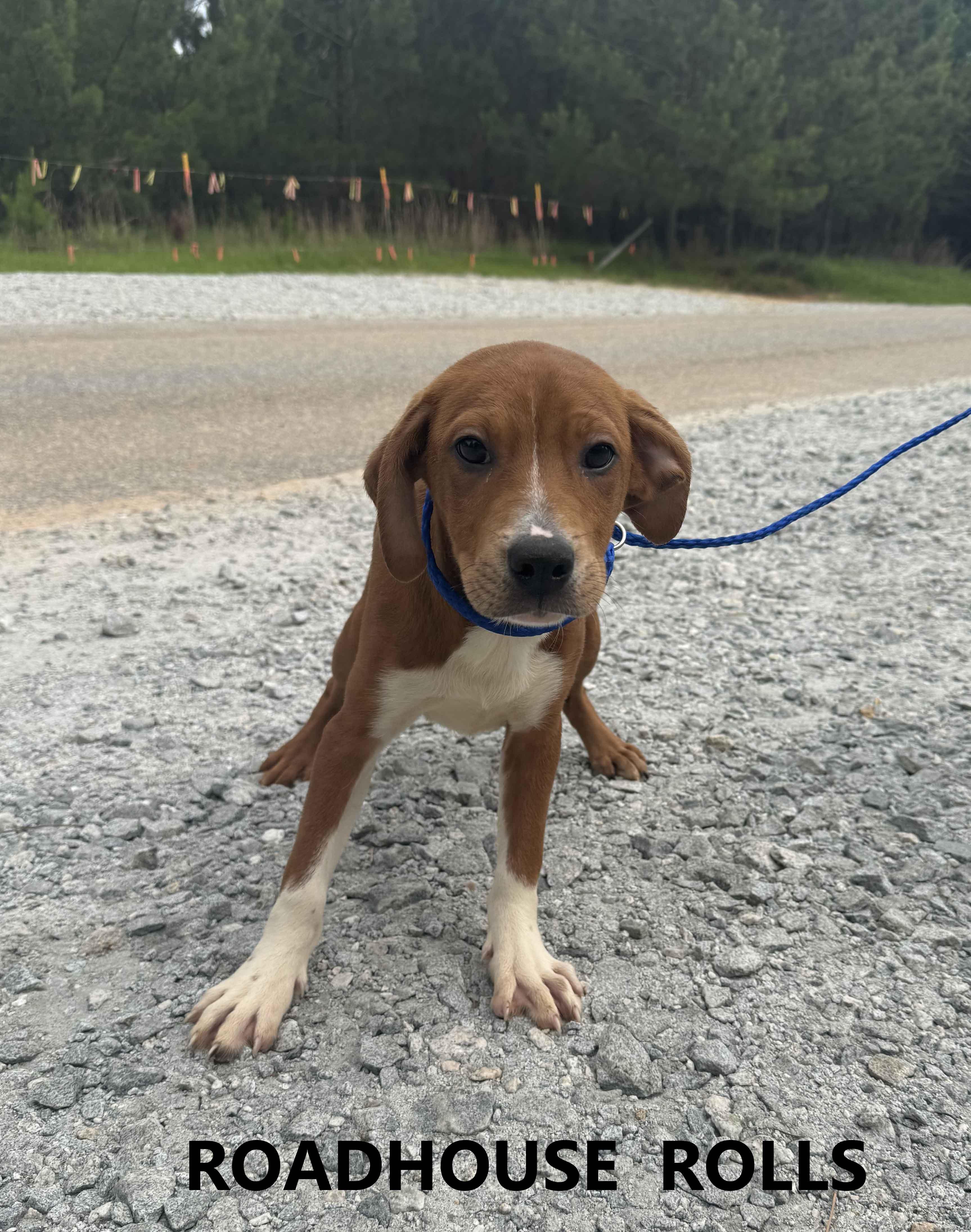 Enlarge Roadhouse Rolls, an adopted mixed breed in Washington, GA image 1/3