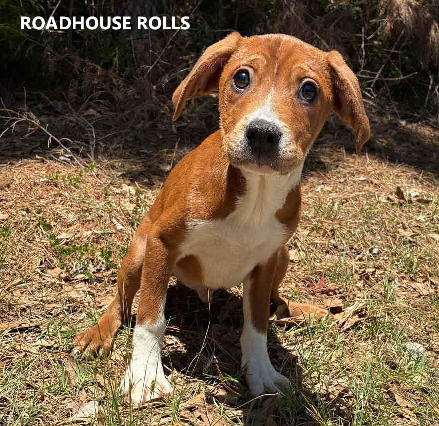 Enlarge Roadhouse Rolls, an adopted mixed breed in Washington, GA image 2/3