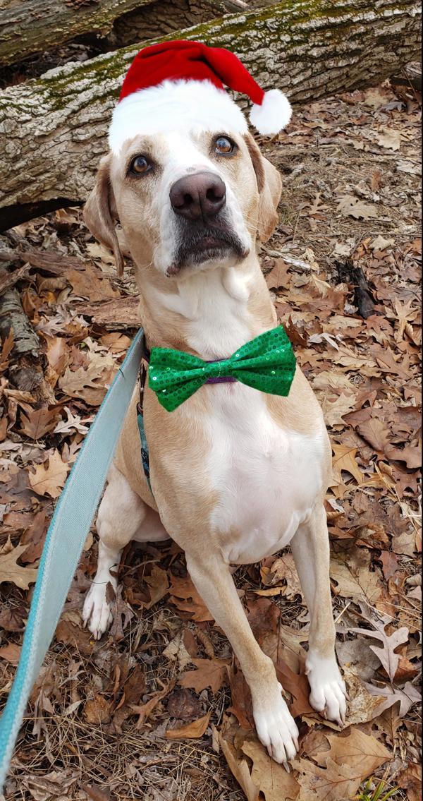 Grover, Adoptable, Senior Male Catahoula Leopard Dog & Labrador Retriever.