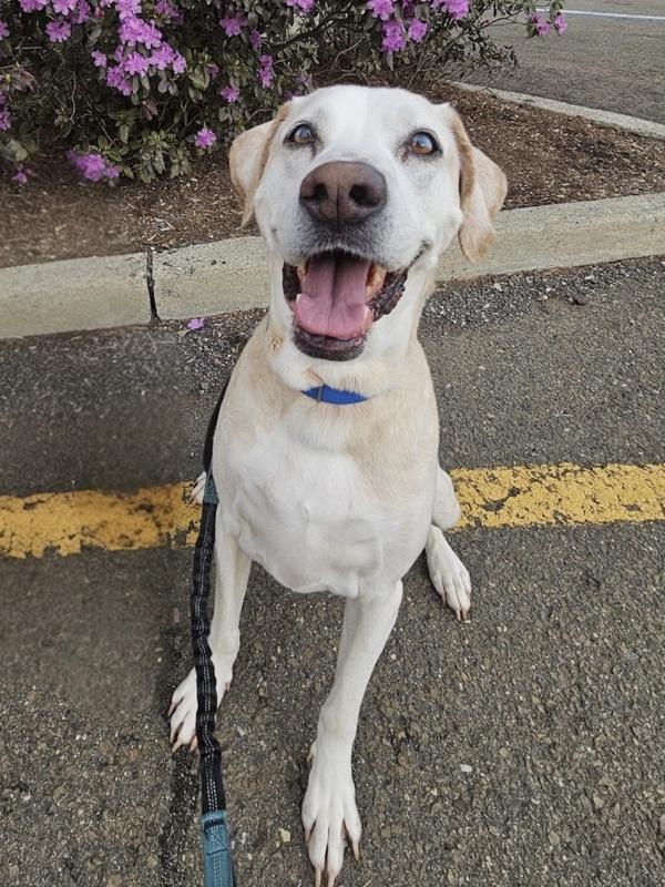 Grover, Adoptable, Senior Male Catahoula Leopard Dog & Labrador Retriever.