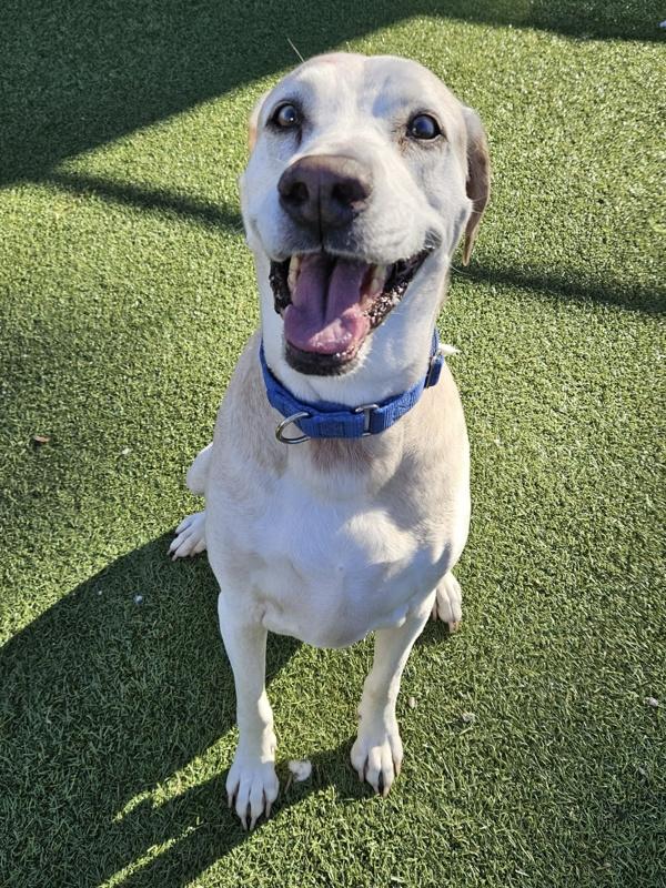 Grover, a Adoptable mixed breed image 3/6