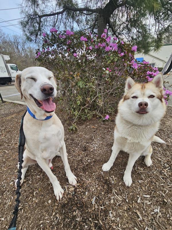 Grover, a Adoptable mixed breed image 4/6