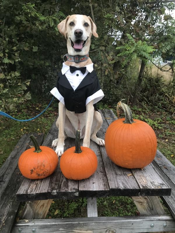 Grover, a Adoptable mixed breed image 5/6