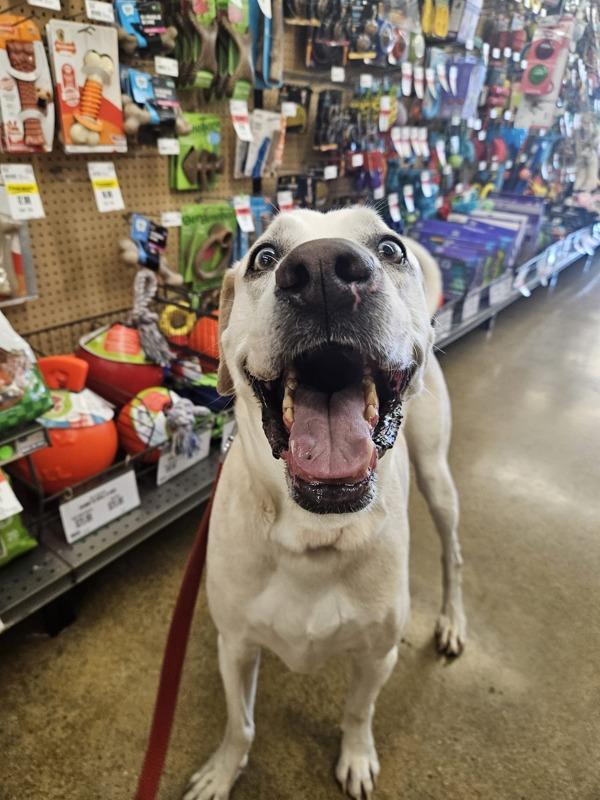 Grover, a Adoptable mixed breed in Oakland, NJ image 6/6