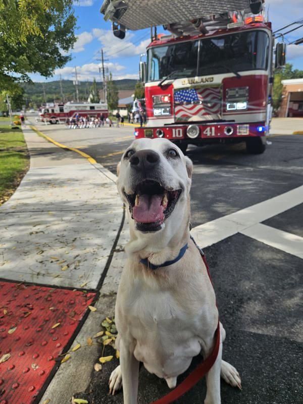 Grover, a Adoptable mixed breed image 6/6