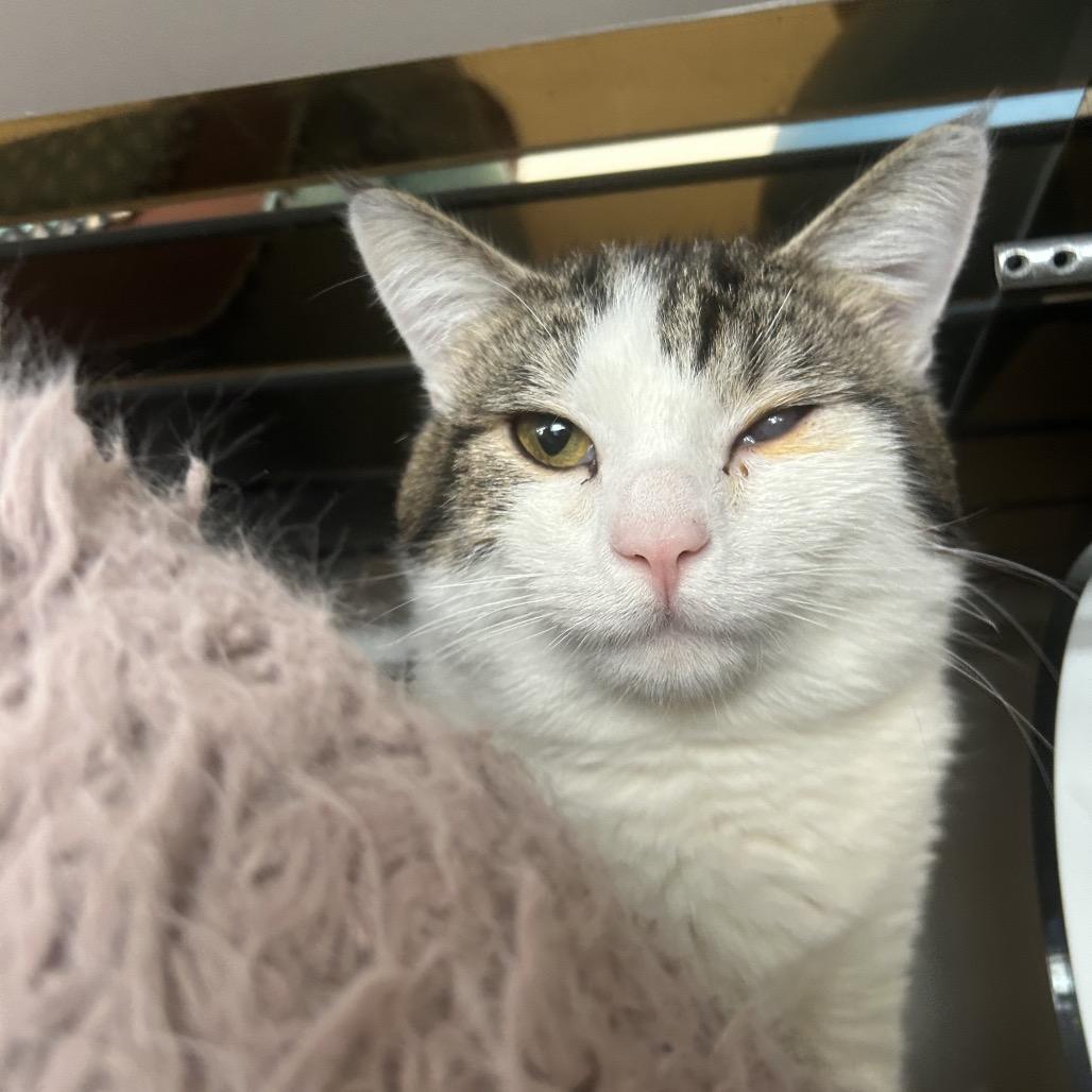 Enlarge Paper, a Adoptable Domestic Medium Hair in Park City, UT image 1/5