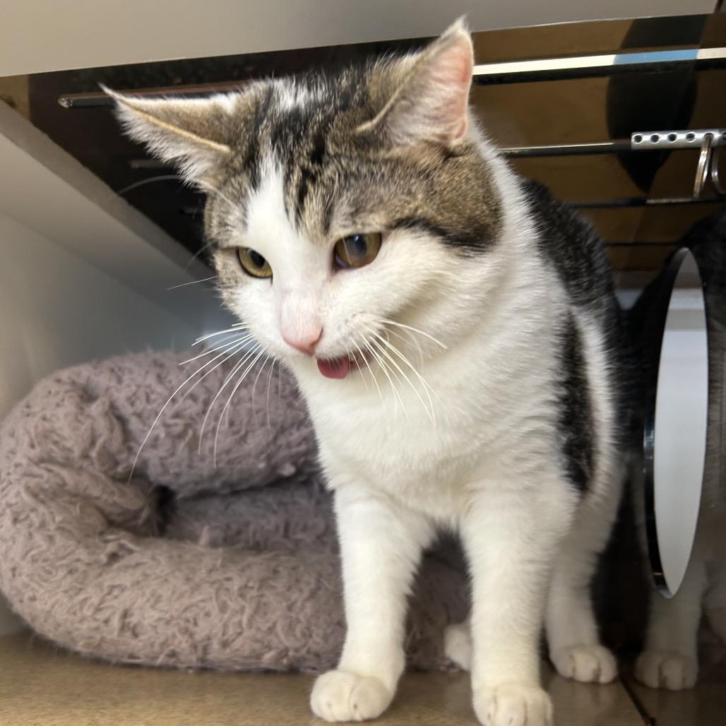 Paper, Adoptable, Young Male Domestic Medium Hair.