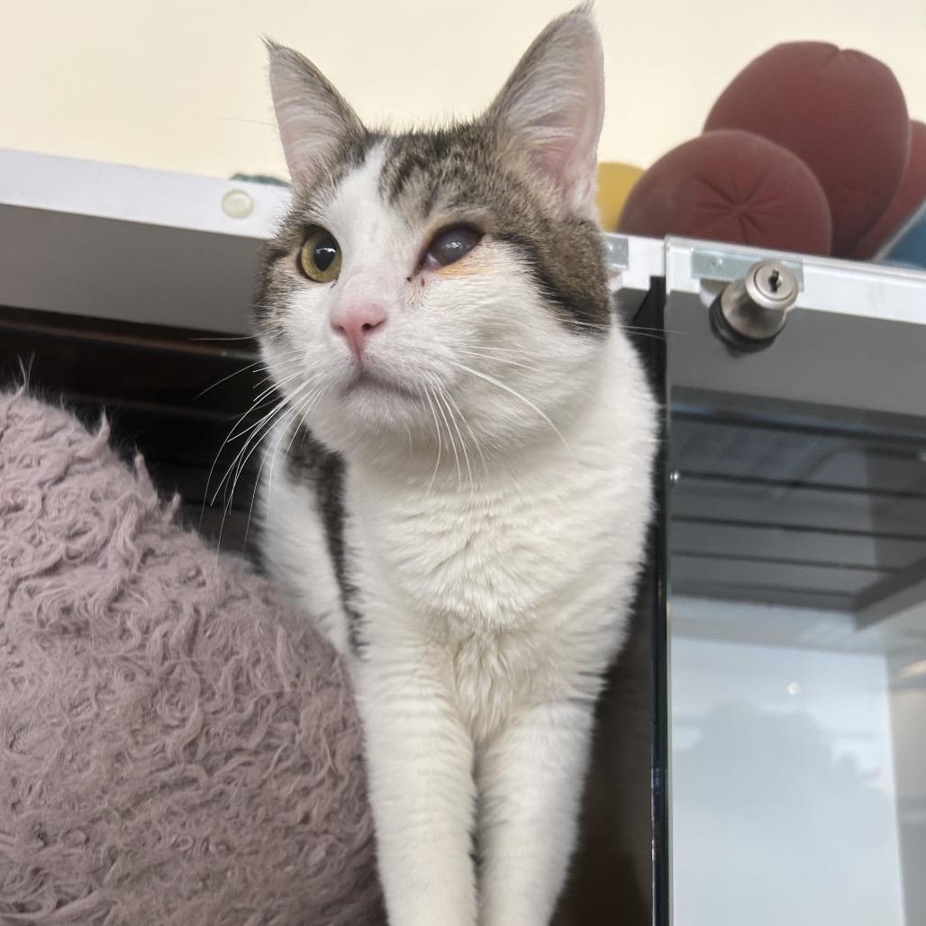 Enlarge Paper, a Adoptable Domestic Medium Hair in Park City, UT image 2/5