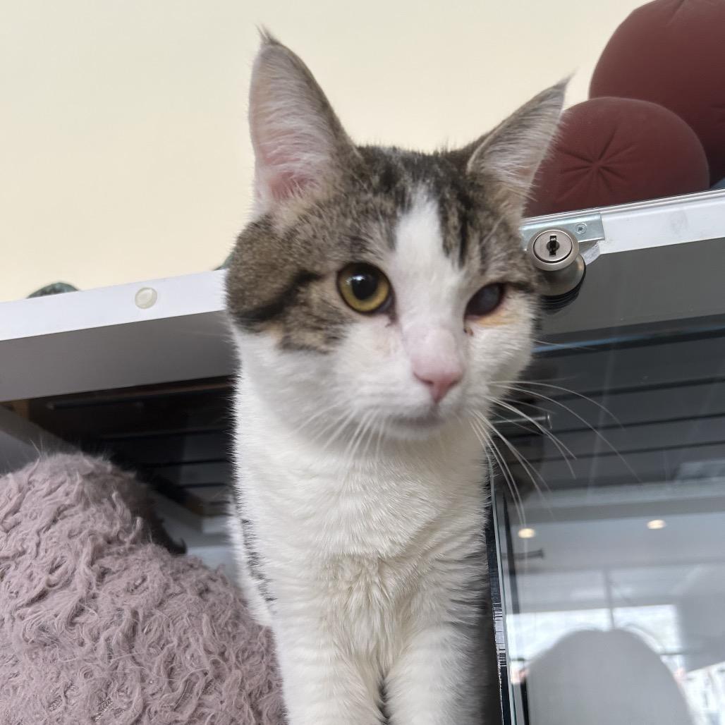 Enlarge Paper, a Adoptable Domestic Medium Hair in Park City, UT image 3/5