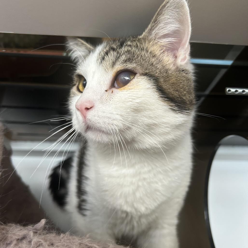 Enlarge Paper, a Adoptable Domestic Medium Hair in Park City, UT image 4/5