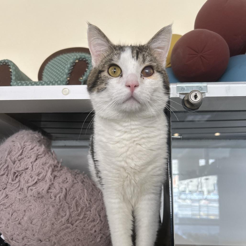 Enlarge Paper, a Adoptable Domestic Medium Hair in Park City, UT image 5/5