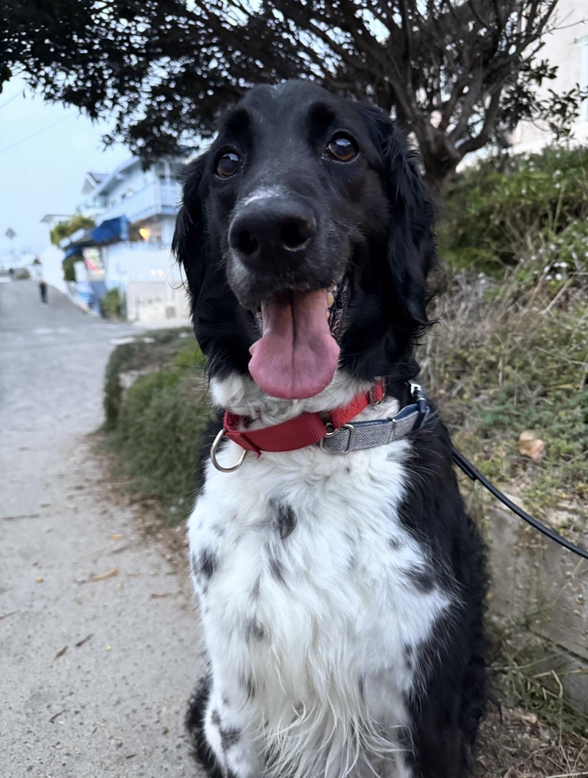 Sailor, a Adoptable mixed breed in Rancho Santa Margarita, CA image 1/4