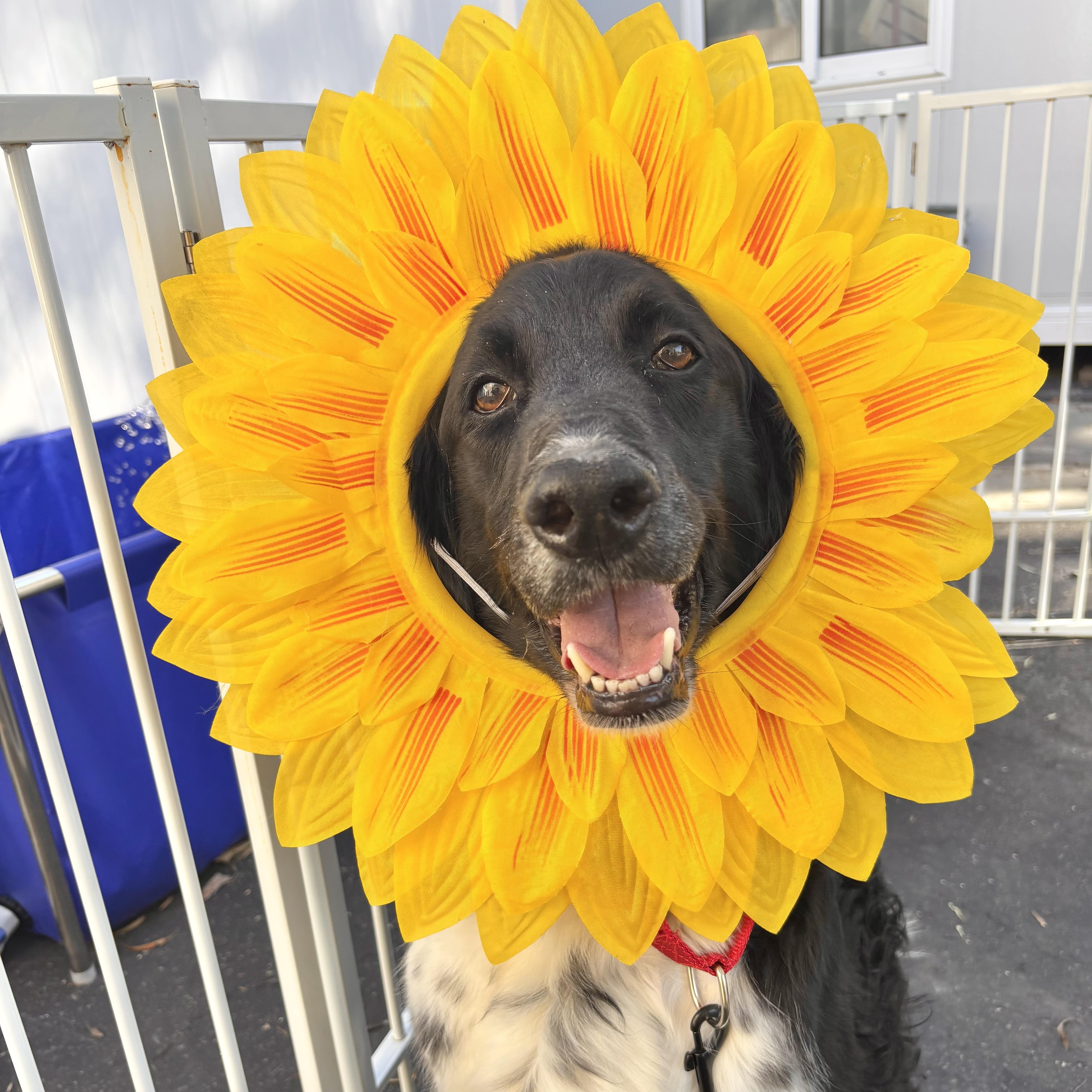 Sailor, a Adoptable mixed breed in Rancho Santa Margarita, CA image 2/4