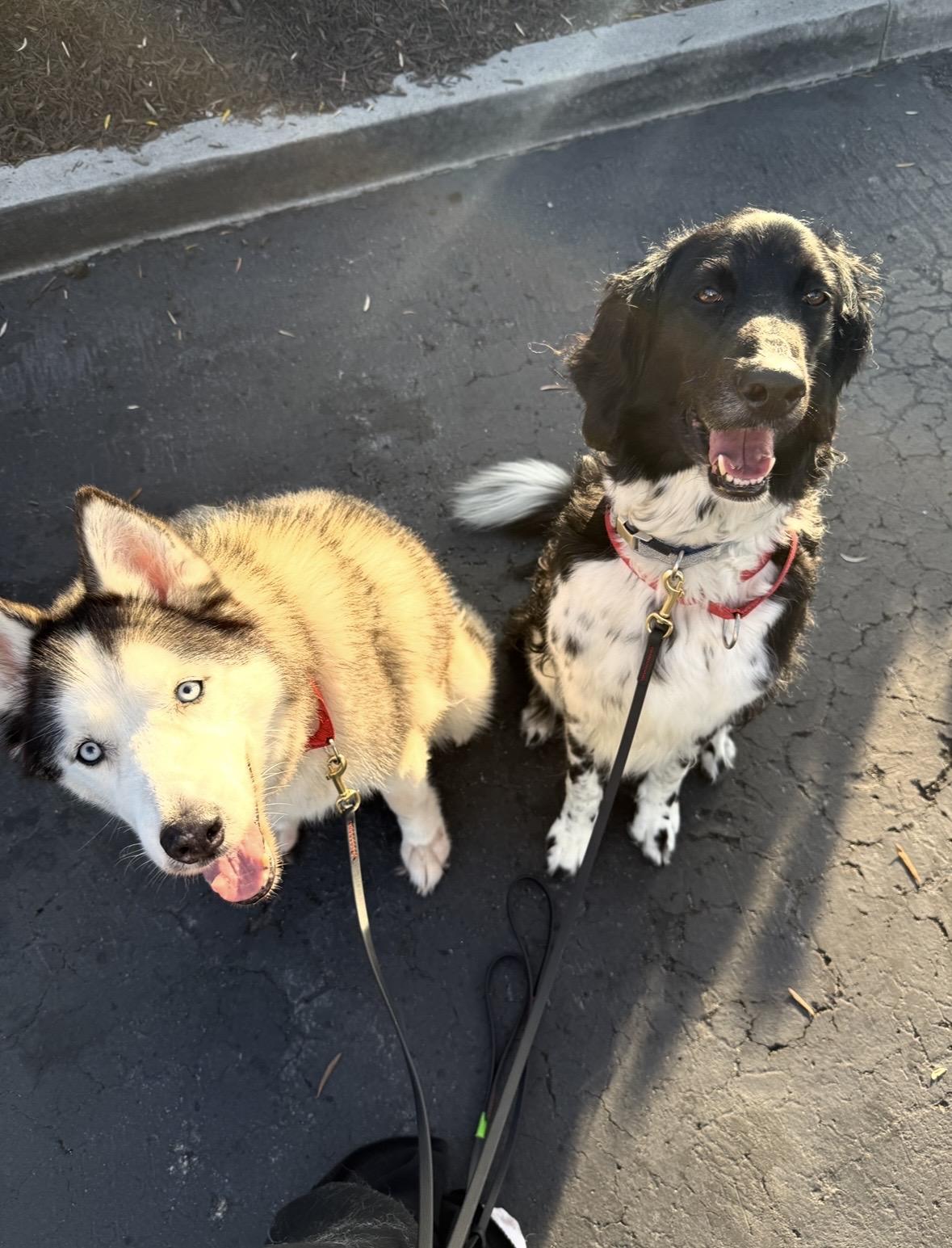 Sailor, a Adoptable mixed breed in Rancho Santa Margarita, CA image 3/4