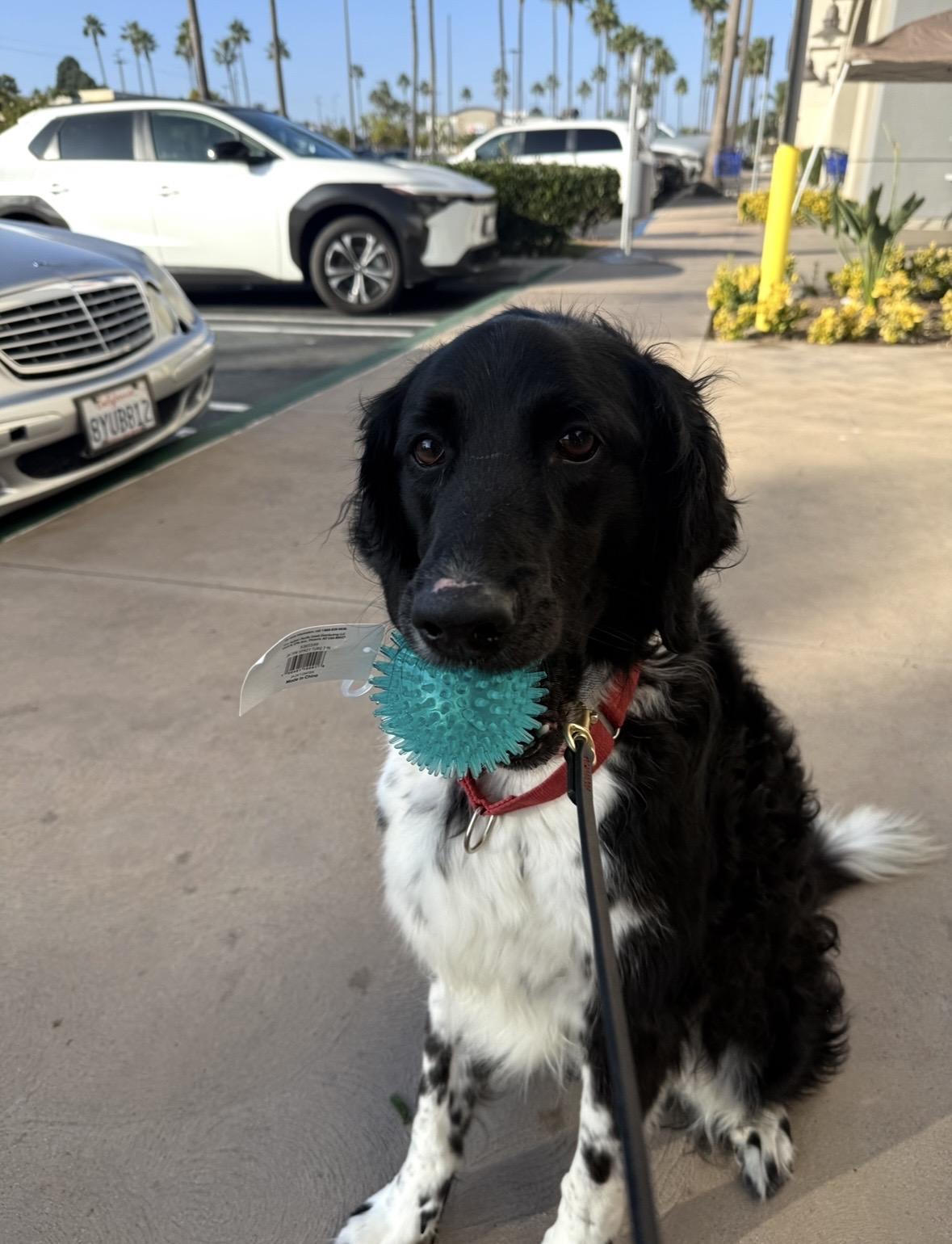 Sailor, a Adoptable mixed breed in Rancho Santa Margarita, CA image 4/4