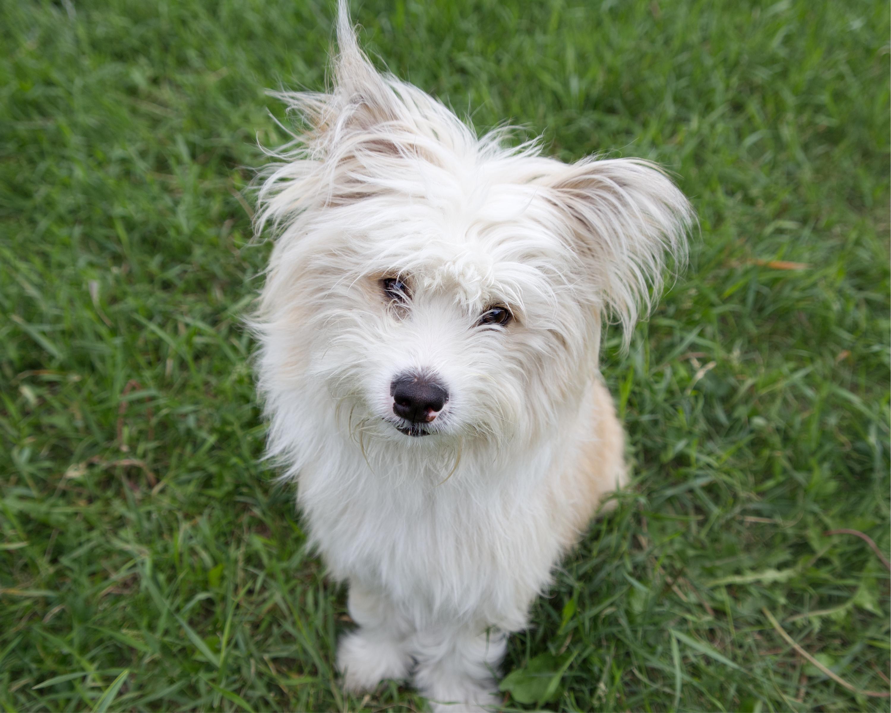 Enlarge Elliot, an adopted mixed breed in Winnipeg, MB image 3/3
