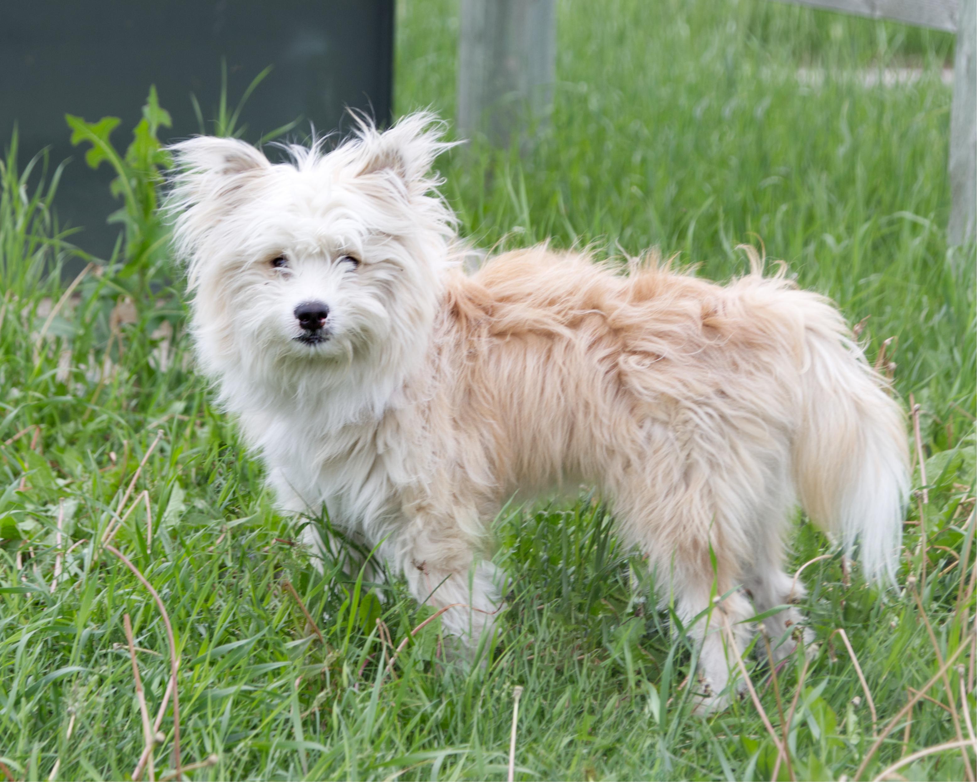 Enlarge Elliot, an adopted mixed breed in Winnipeg, MB image 2/3