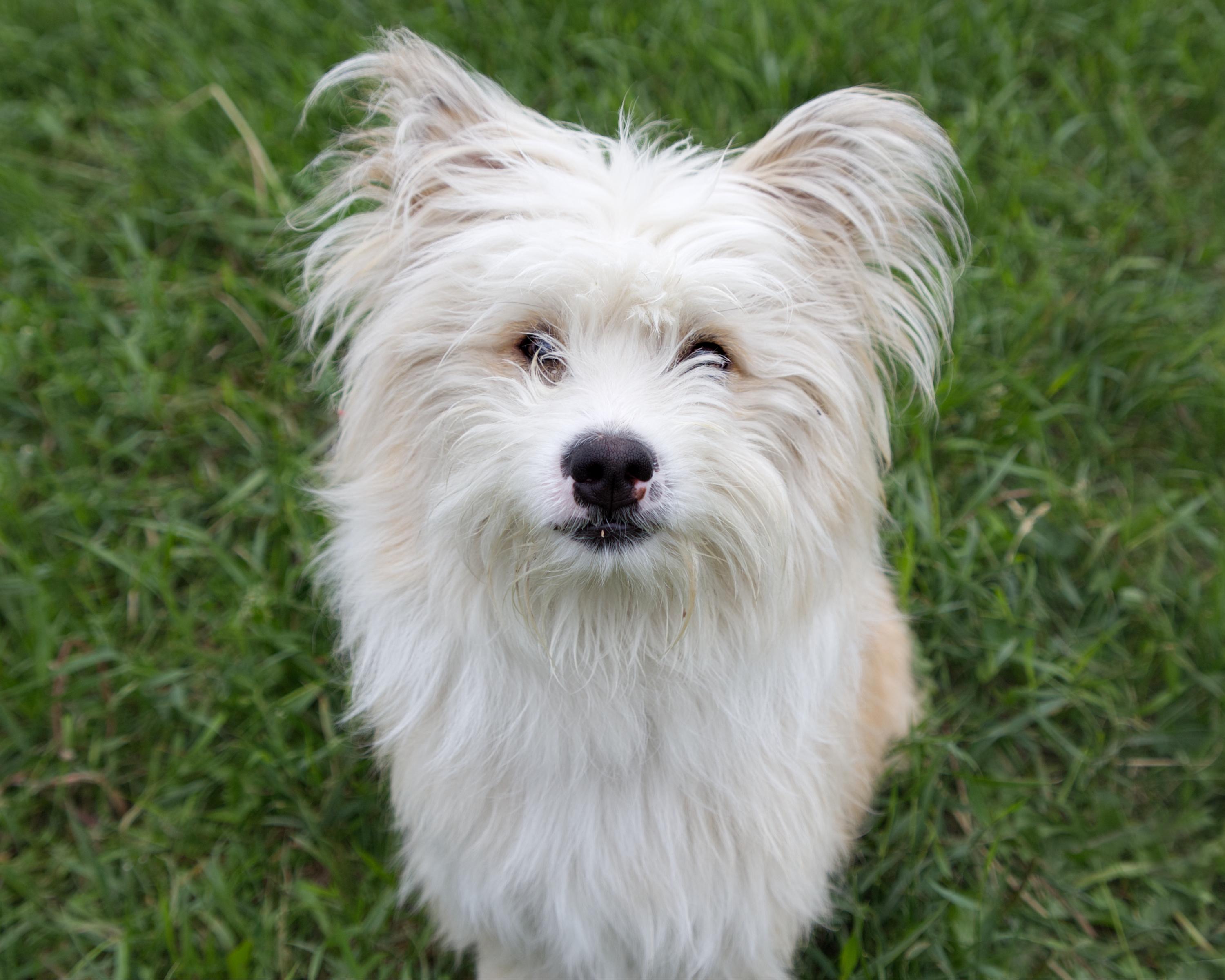 Elliot, adopted, Young Male Terrier.