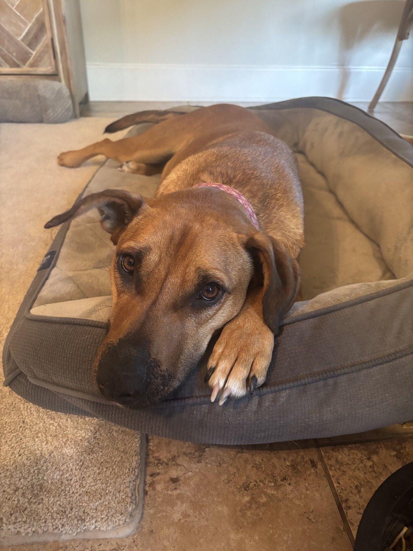 ZCL-D-Lady Rowdy Bear, Adoptable, Young Female Mountain Cur & Beagle.