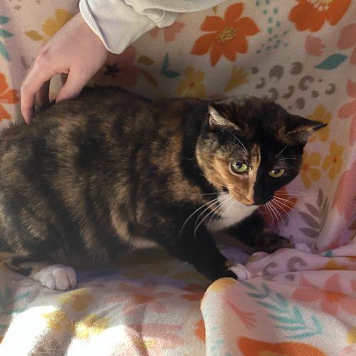 Enlarge Patches, a Adoptable mixed breed in Knoxville, TN image 1/5