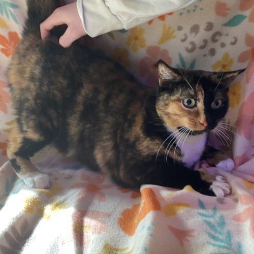 Enlarge Patches, a Adoptable mixed breed in Knoxville, TN image 2/5