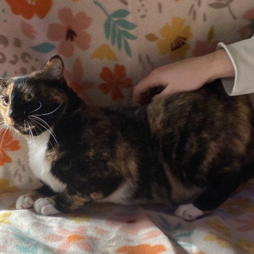 Enlarge Patches, a Adoptable mixed breed in Knoxville, TN image 3/5