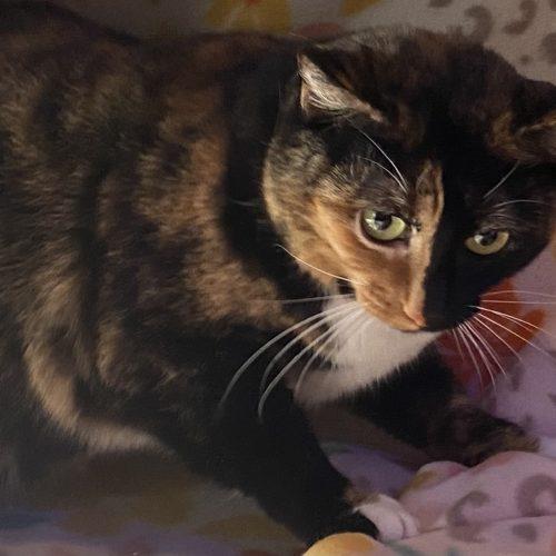 Enlarge Patches, a Adoptable mixed breed in Knoxville, TN image 4/5