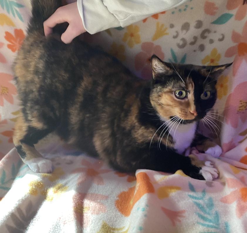 Enlarge Patches, a Adoptable mixed breed in Knoxville, TN image 5/6