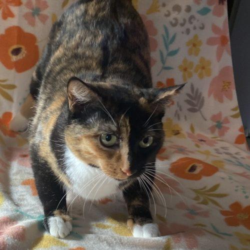 Enlarge Patches, a Adoptable mixed breed in Knoxville, TN image 5/5