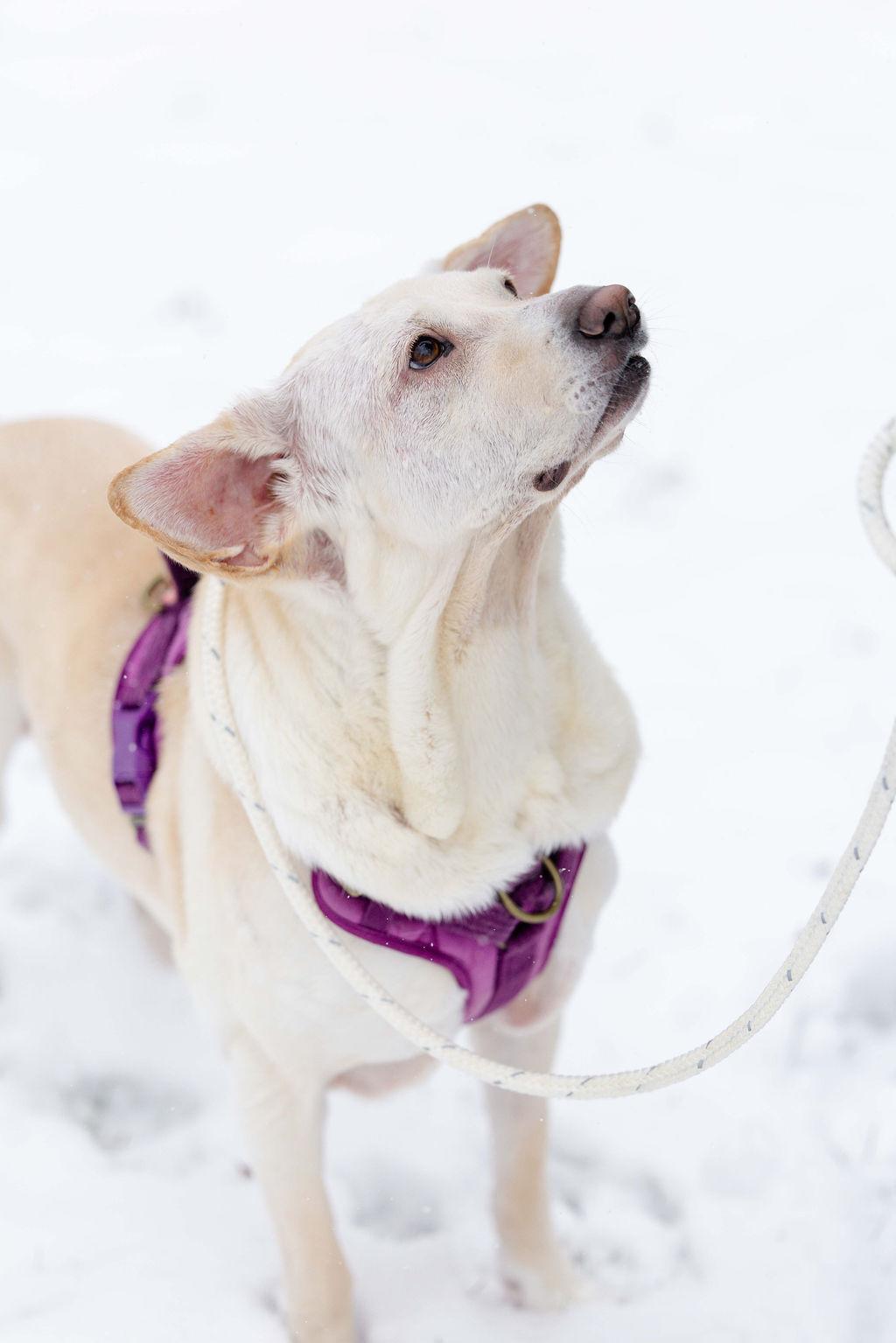 Enlarge Mazzy Star, a ADOPTABLE Yellow Labrador Retriever in Whitewater, WI image 4/6