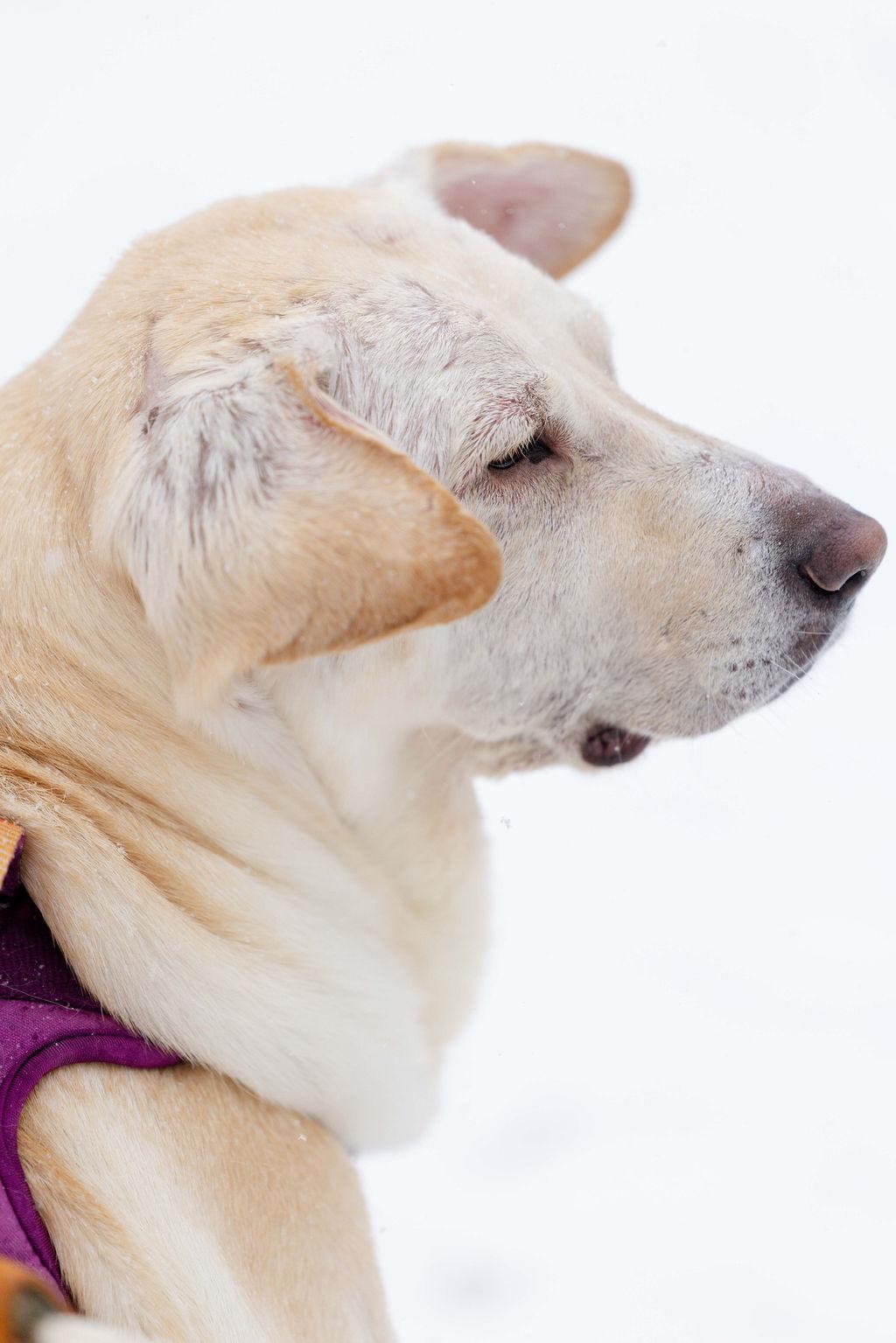 Enlarge Mazzy Star, a ADOPTABLE Yellow Labrador Retriever in Whitewater, WI image 5/6