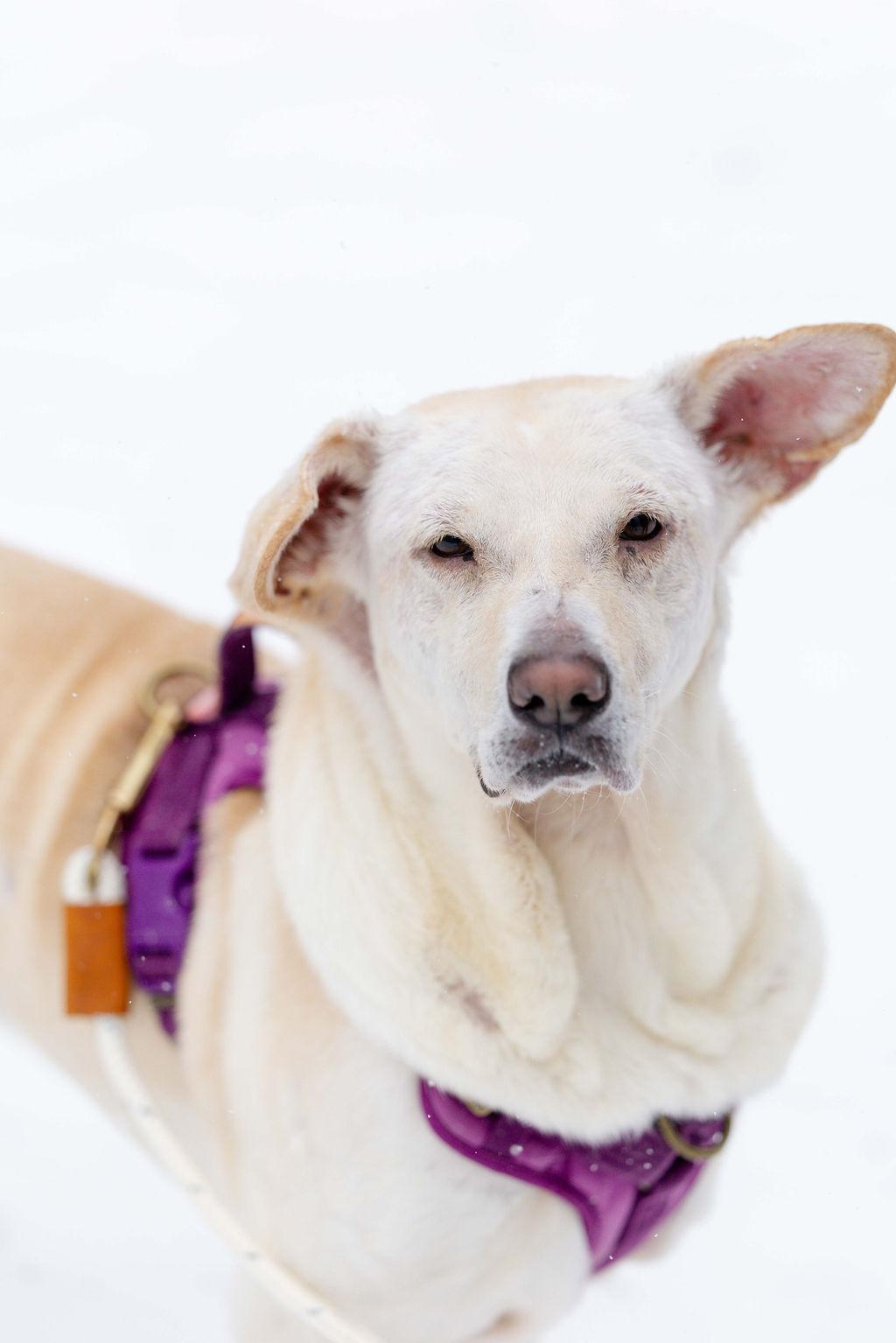 Enlarge Mazzy Star, a ADOPTABLE Yellow Labrador Retriever in Whitewater, WI image 3/6