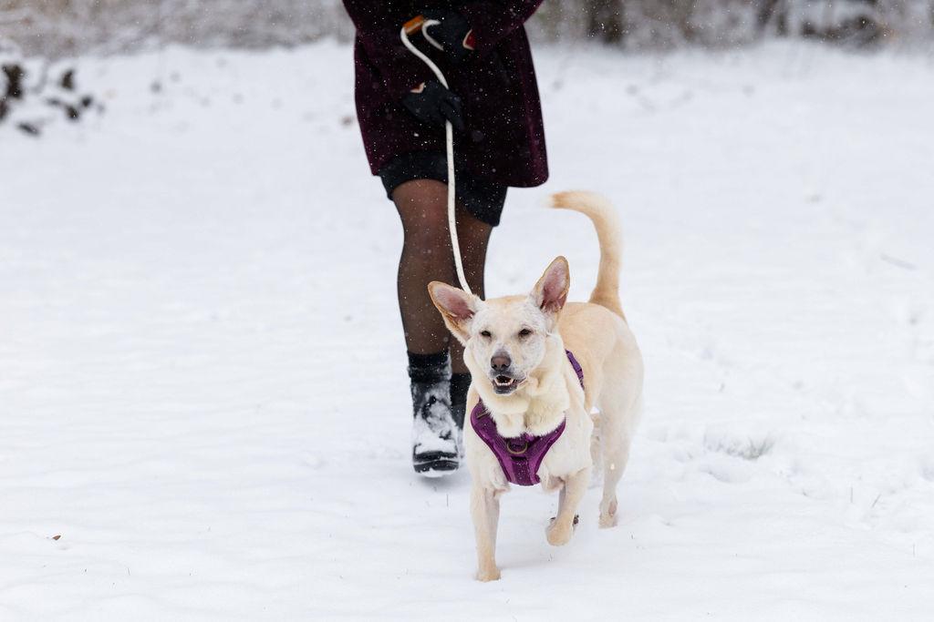 Mazzy Star, ADOPTABLE, Adult Female Yellow Labrador Retriever.