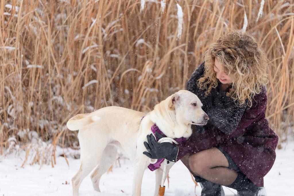 Enlarge Mazzy Star, a ADOPTABLE Yellow Labrador Retriever in Whitewater, WI image 6/6