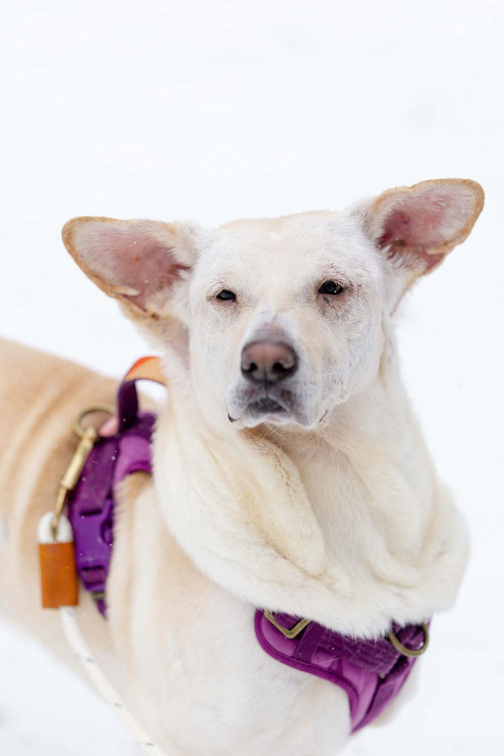 Enlarge Mazzy Star, a ADOPTABLE Yellow Labrador Retriever in Whitewater, WI image 2/6