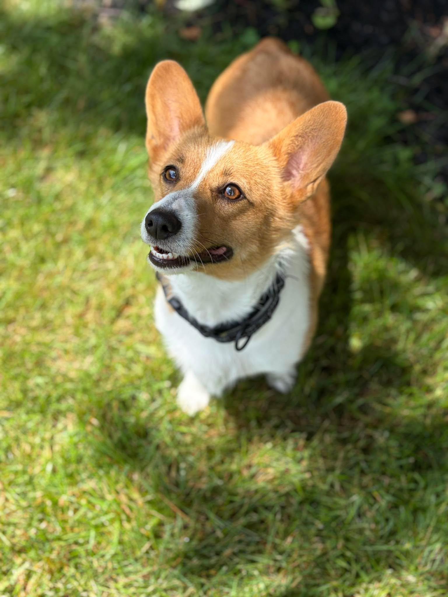 Enlarge Aster, an adopted Corgi in Brunswick, ME image 5/5