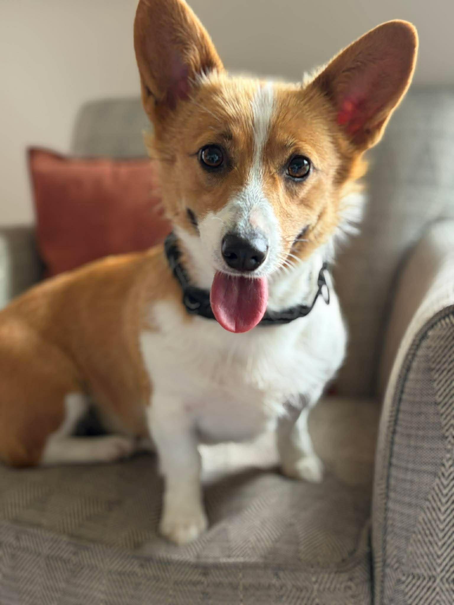 Enlarge Aster, an adopted Corgi in Brunswick, ME image 2/5