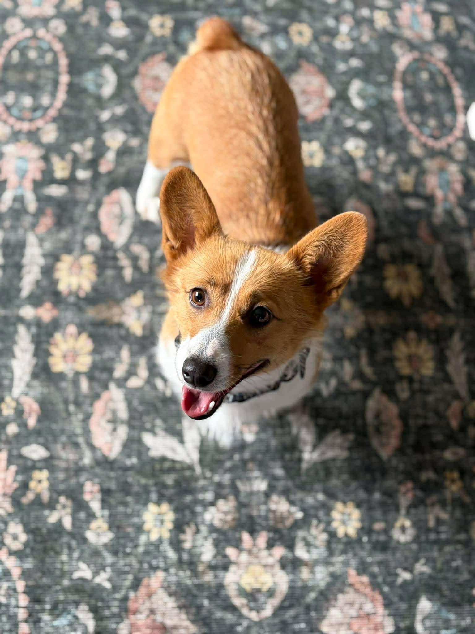 Enlarge Aster, an adopted Corgi in Brunswick, ME image 3/5