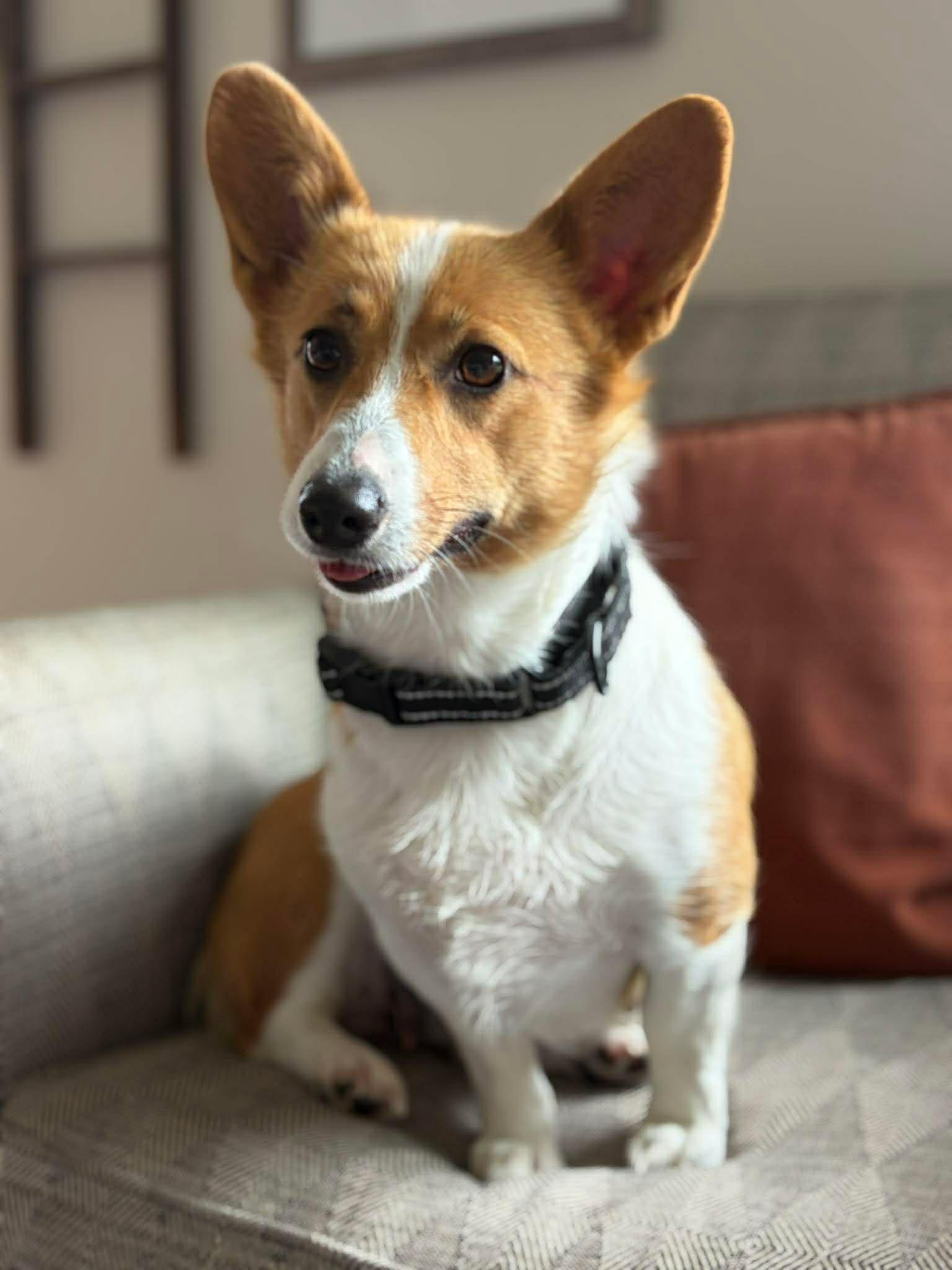 Aster, adopted, Adult Female Corgi.