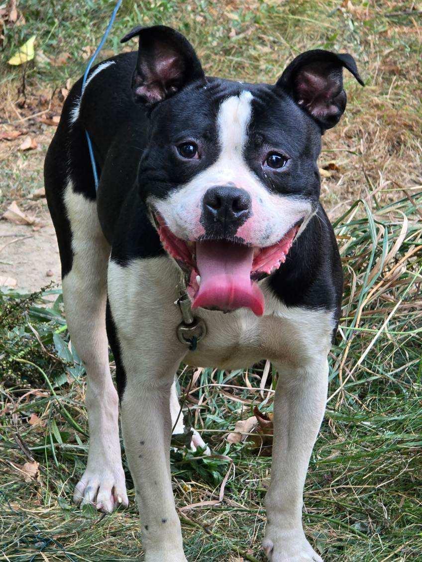 Enlarge King, a Adoptable Mixed Breed in Vassalboro, ME image 1/1