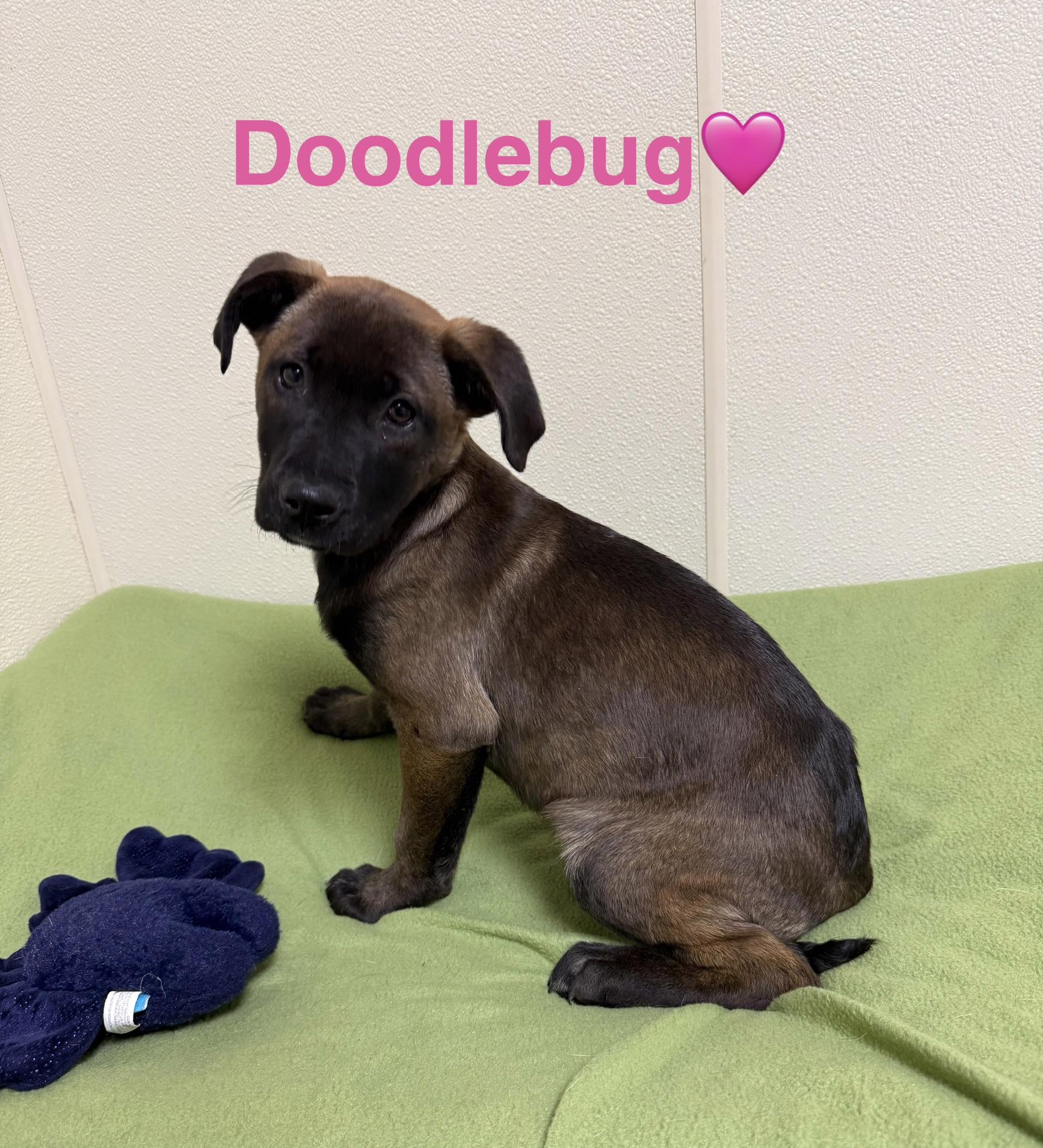 Doodlebug, a ADOPTABLE mixed breed in Douglas, MA image 5/6