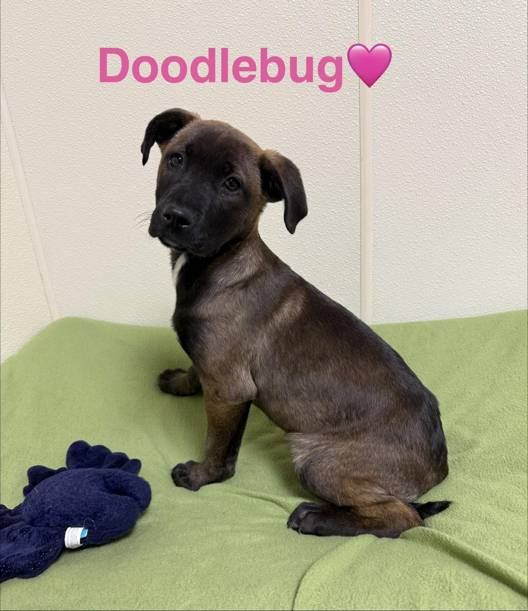 Doodlebug, a ADOPTABLE mixed breed in Douglas, MA image 1/6