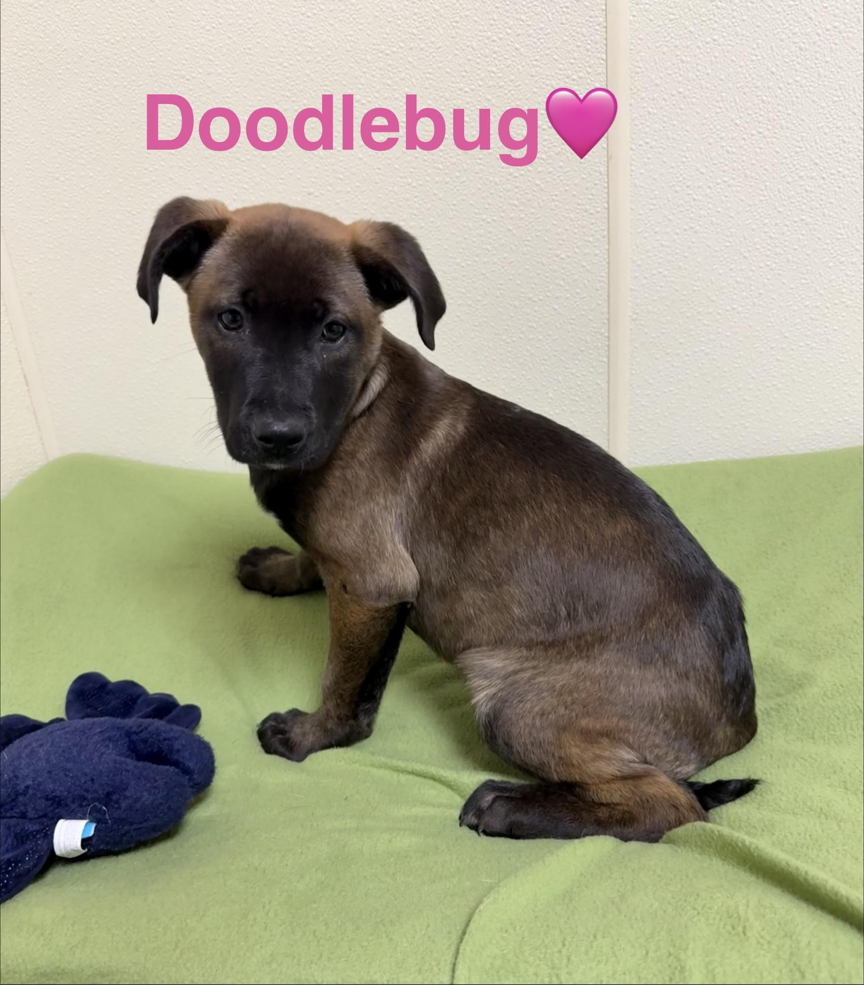 Doodlebug, a ADOPTABLE mixed breed in Douglas, MA image 4/6