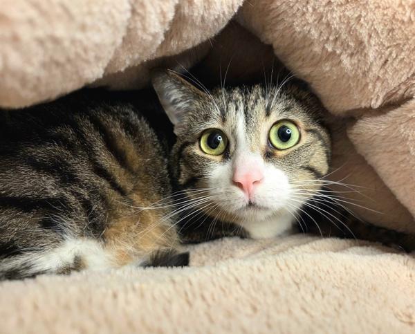 Grimes 46120, Adoptable, Adult Female Domestic Short Hair.