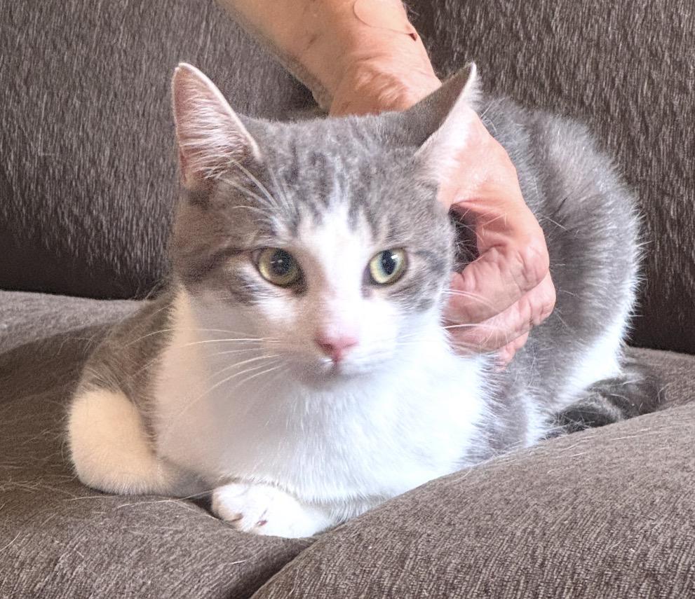 Milo ( sweet boy), Adopted, Young Male Domestic Short Hair.