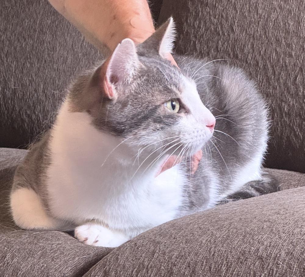 Enlarge Milo ( sweet boy), a Adopted Domestic Short Hair in Staten island, NY image 3/4